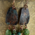 Turquoise with patina copper in an asymmetrical design by Gloria Ewing.